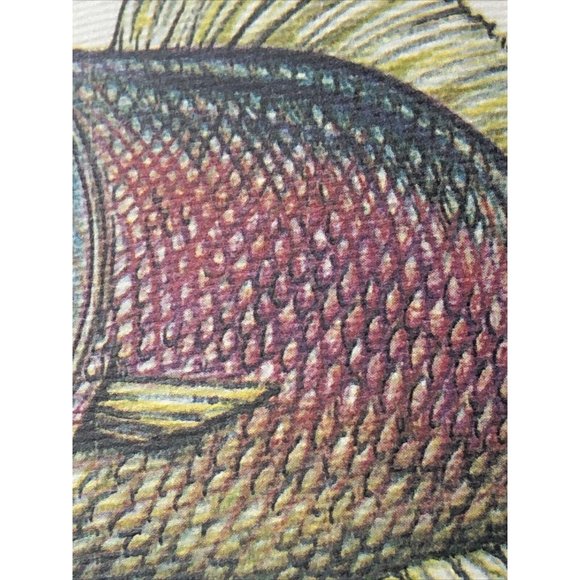 Luigi Serafini Codex Seraphinianus Print 83B - Picture 14 of 16